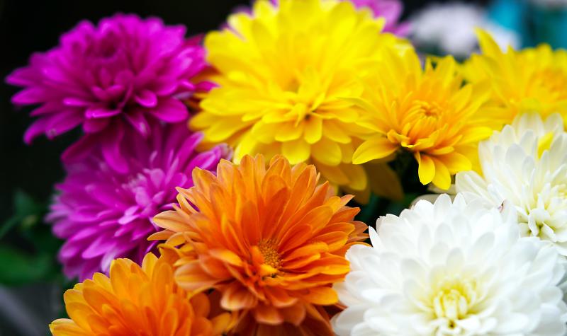 Saisonabschluss zur Chrysanthema